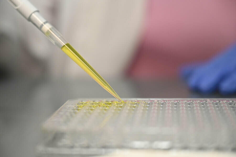 Closeup of a pipette filled with yellow liquid being used to fill a tray of vials.