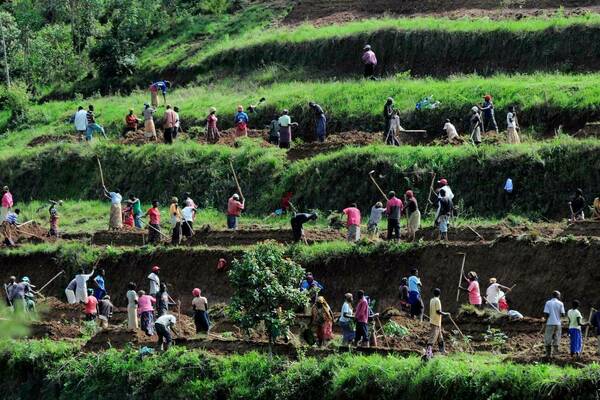 Many workers use hoes to cultivate terraced brown soil on a steep green hillside under a bright sky.